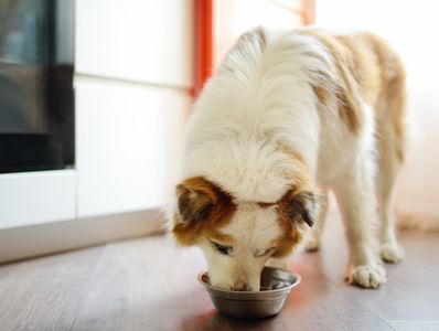 Fluffy white and brown dog eating from a metal bowl indoors.