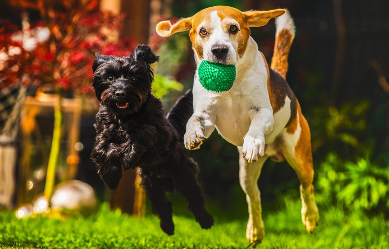 Two energetic and lively dogs leap joyfully in a spacious backyard, showcasing their vibrant playful nature and spirit