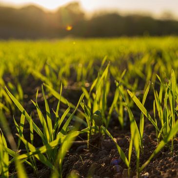 Young green plants sprouting in sunlight.