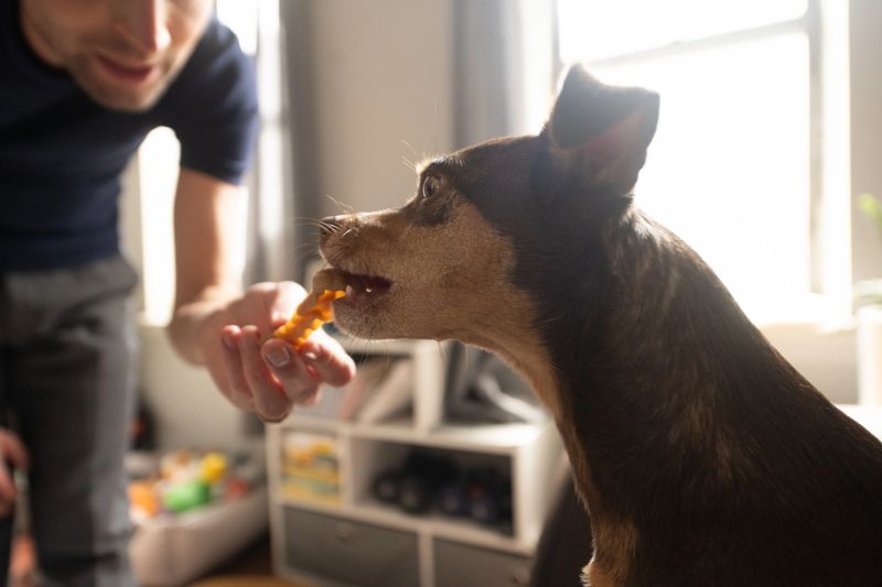 This is a lifestyle photograph of a small pet dog eating a treat from her owner's hand.