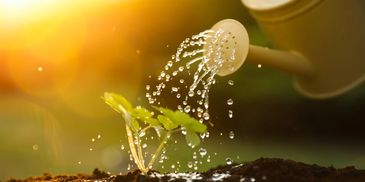 Watering a young plant seedling with sunlight.