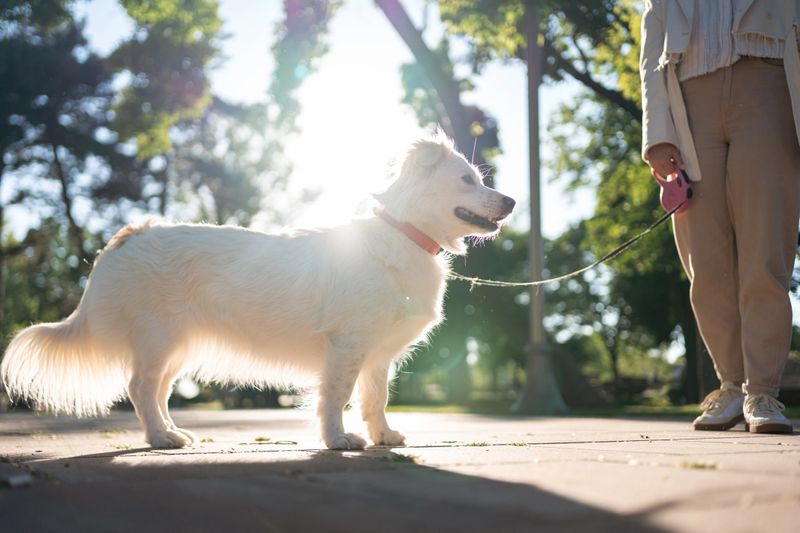 A sunny day scene in a park, featuring a person holding a leash with their dog, surrounded by trees and natural beauty, capturing a moment of leisure and connection.