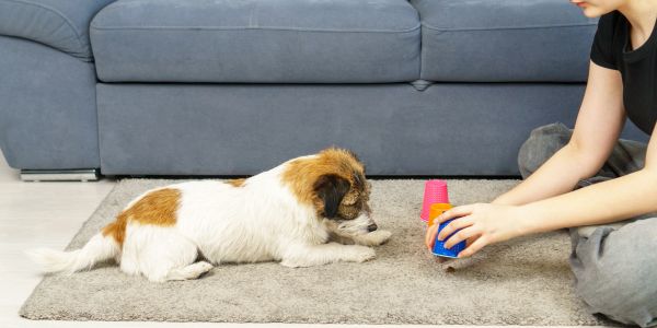 Dog playing with cups while person interacts on a rug.