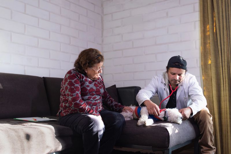 veterinary doctor examines a dog at home