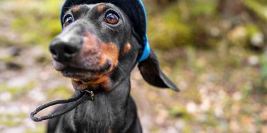 Close-up of a Dachshund wearing a blue hat outdoors.