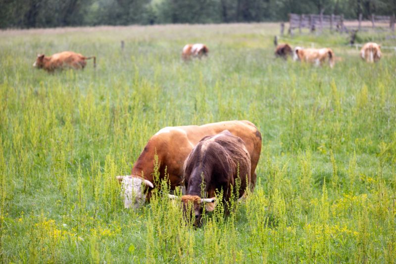 Horizontal image of Highland cattle peacefully grazing in a wild, green meadow filled with tall grasses and yellow wildflowers. The tranquil rural scene features several cows scattered across the field, with a soft focus background of trees and a rustic fence, capturing the essence of countryside farming and natural pastoral beauty.