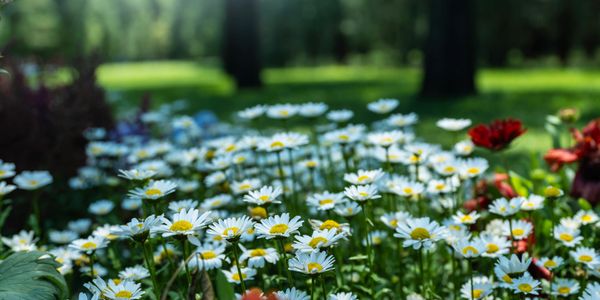 Sunlit daisies and red flowers in a lush garden on a bright day.