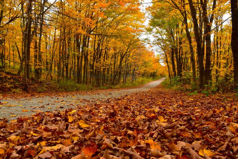 Une route à l'automne, Sainte-Apolline, Québec, Canada