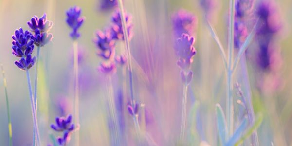 Close-up of delicate purple lavender flowers with soft focus background.