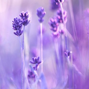 Close-up of delicate lavender flowers in soft purple hues.
