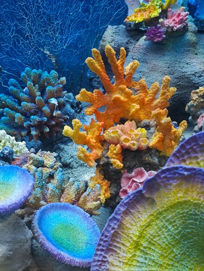 Vibrant coral reef with colorful marine life.