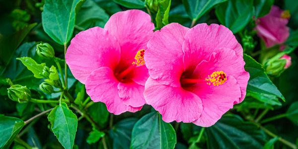 Two vibrant pink hibiscus flowers blooming among green leaves.