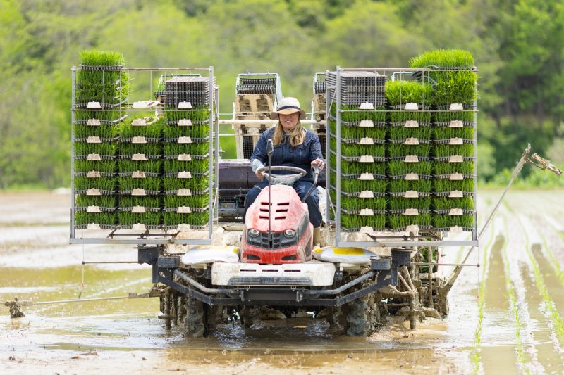 A Japanese woman operating a rice planting tractor loaded with rice seedlings on a rice paddy.
