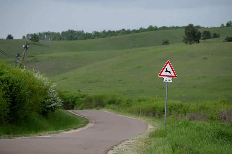 A narrow paved road winds through a green, rolling countryside, with a deer crossing warning sign posted alongside. The tranquil rural setting, dotted with low bushes and hills, suggests a peaceful but alert drive through nature.