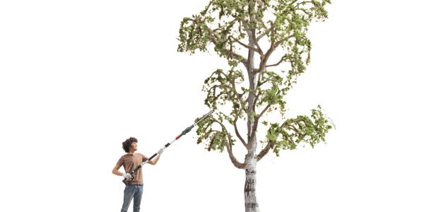 Person trimming branches of a tall tree.