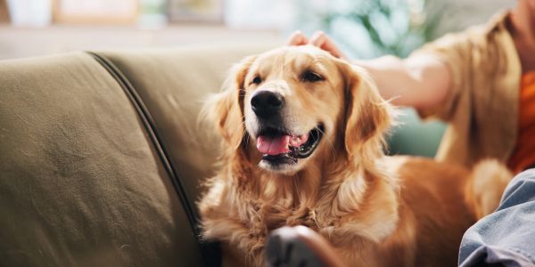 Golden retriever sitting on a couch being petted.