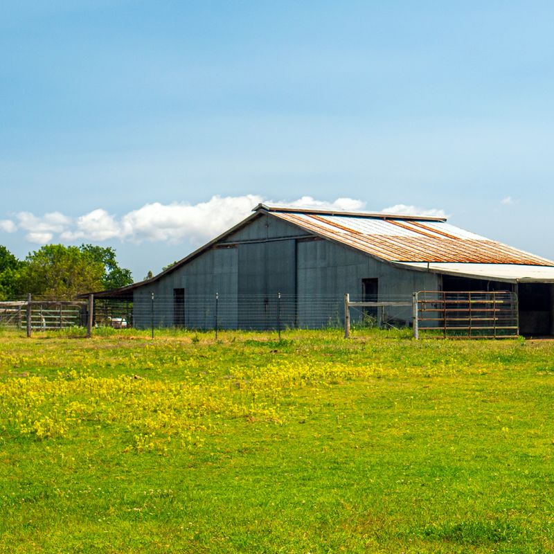 A low-slung barn with a rusted metal roof in a lush green field in spring. Yellow wildflowers grow in the field beneath blue skies on the farm in rural northern California.