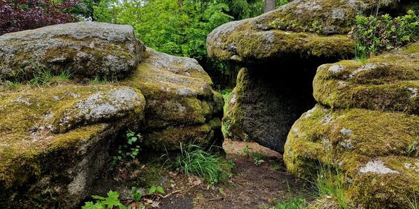 A moss-covered rocky path leading through a forest.