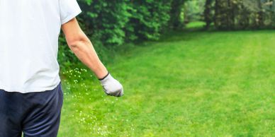 Person spreading fertilizer on a lawn.