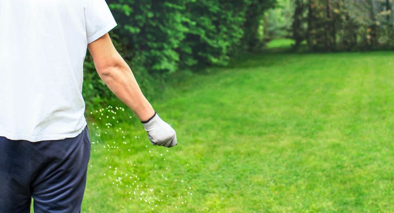 Feeding lawn with granular fertilizer for perfect green grass by hand over a lush green garden lawn bordered by trees and bushes. Lawn care and gardening passionately conducted in a residential setting. Fertilizer helps lawn thrive all year long