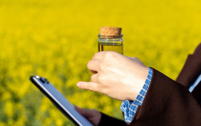 Holding a glass container of rapeseed oil while taking notes in a flourishing canola field, surrounded by bright yellow flowers under clear blue skies