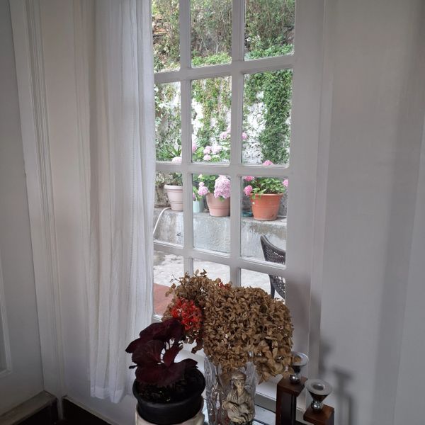 Window view with potted plants and dried flowers indoors.