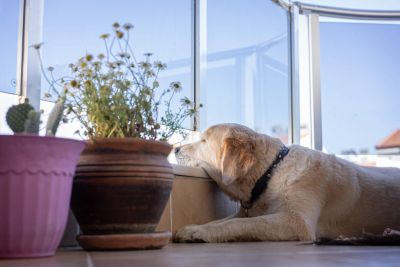 dog looking out window waiting for owner to come home