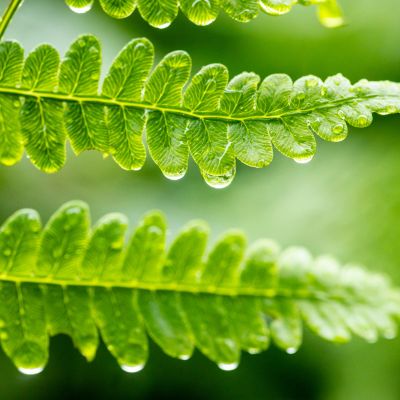 Close-up of green fern leaves with water droplets.