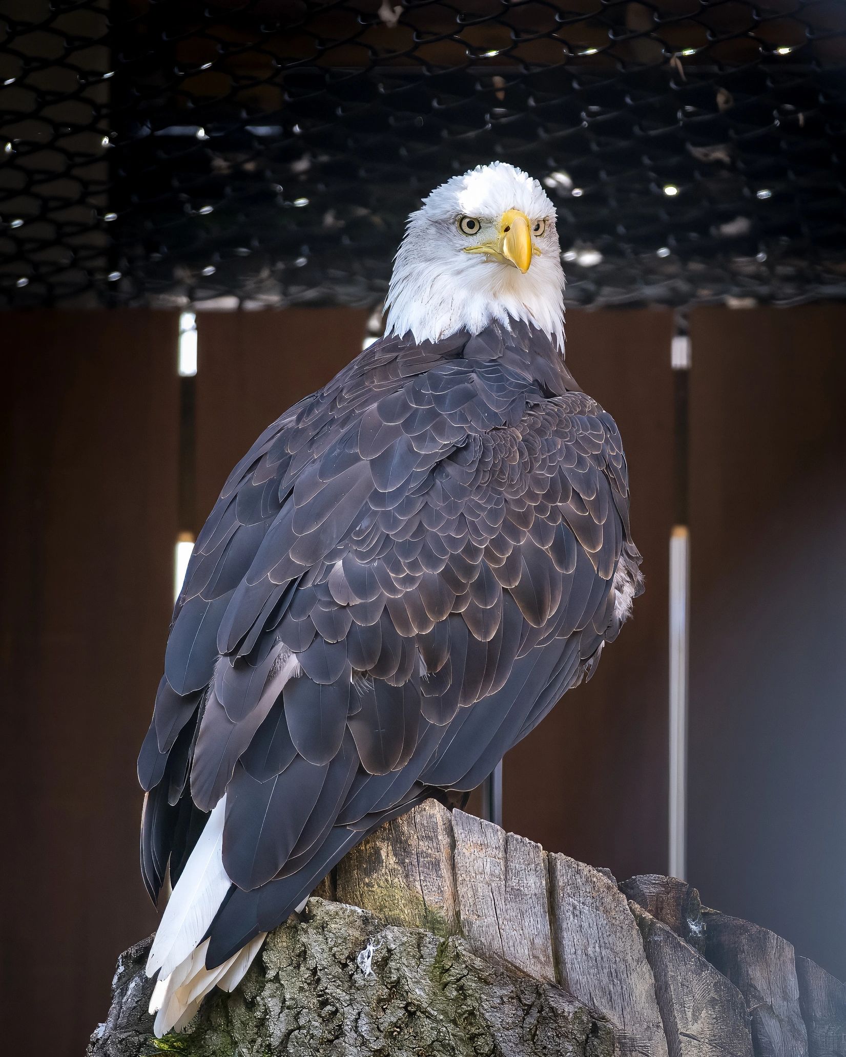 Rescued eagle on a perch