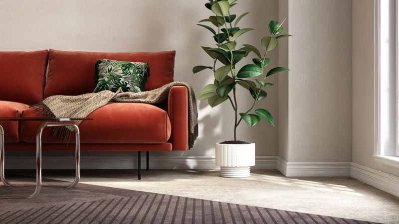 Red velvet mid century retro sofa, coffee table, Indian rubber tree on gray carpet floor in living room in sunlight on white wall for modern, luxury interior design decoration background 3D