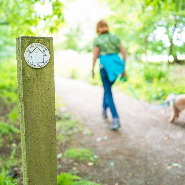 Dog walking through the woods