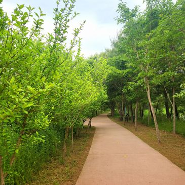 A winding path surrounded by lush green trees on a cloudy day.