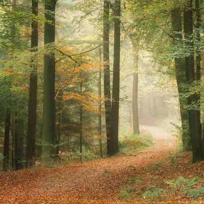 Forest path covered with autumn leaves and mist.