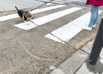 A dog pulling the leash while crossing a pedestrian crosswalk.