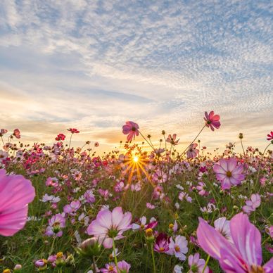 Sunset behind pink wildflowers in a field.