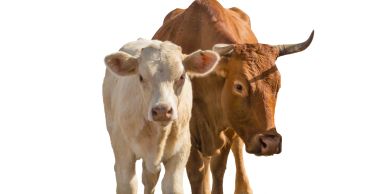 Two cows standing side by side.