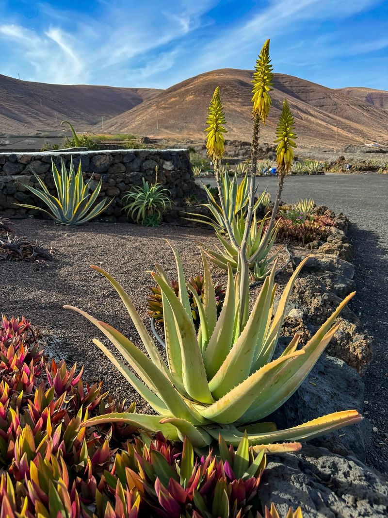 Flowering aloe vera plant with vibrant yellow stalks stands out on rocky garden framed by volcanic hills. Rugged beauty of desert gardens with thriving succulents on dry and sunny island of Lanzarote.