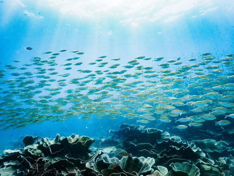 A large school of fish swimming together in the clear tropical waters of Koh Chang, Thailand. The coordinated movement and density of the fish reflect the vibrant marine biodiversity and the dynamic life of coral reef ecosystems.