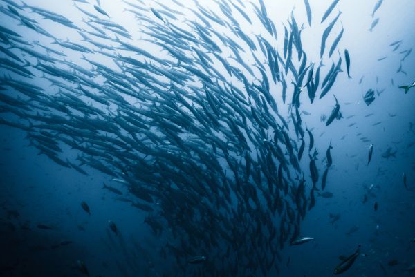 mass of barracudas swimming away from the center of the image