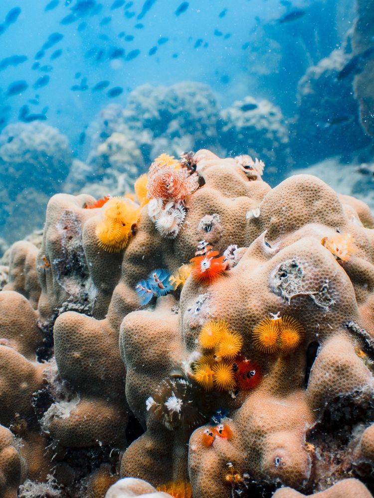 Colorful Christmas tree worms on coral underwater in clear blue ocean.