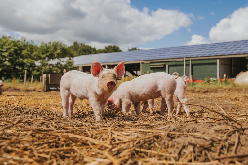 Piglets pecking at the ground near a pig hut, demonstrating healthy outdoor rearing on a biodynamic farm.
