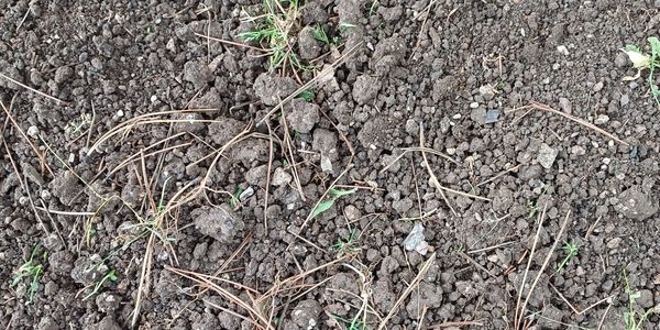 Close-up of dry, rocky soil with scattered small twigs and sparse grass.