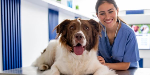 A vet with a happy dog on the exam table.