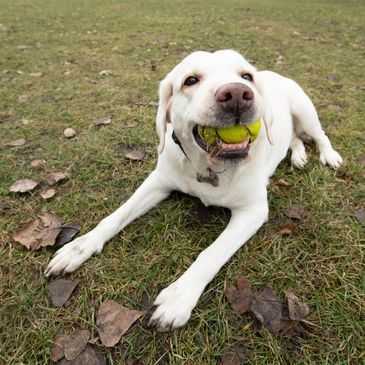 Do dogs really like tennis ?