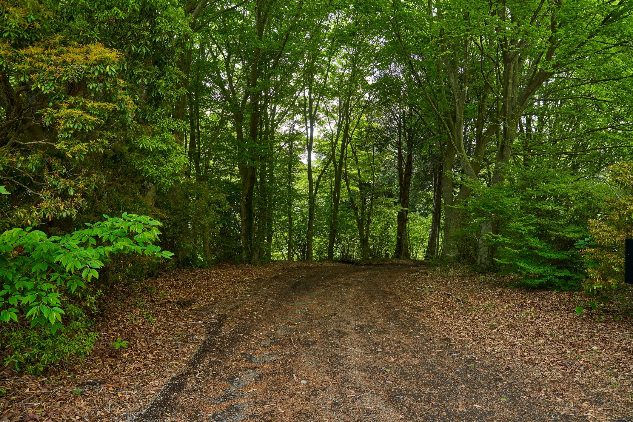 A serene forest path surrounded by lush green trees.
