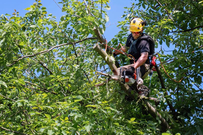 Tree surgeon climbing up a tree and pruning branches with a chainsaw