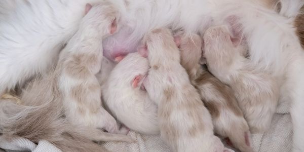 Newborn kittens nursing from their mother, nestled closely together.
