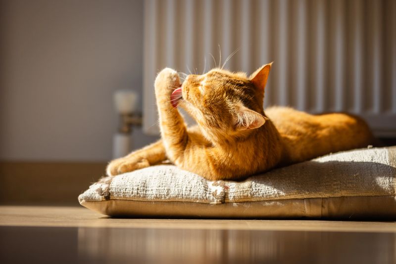 Ginger cat is enjoying sunshine in living room.