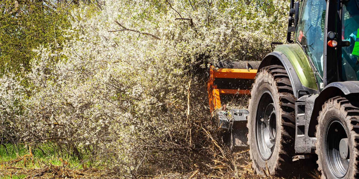 A tractor clearing dense flowering bushes with an attached shredder.