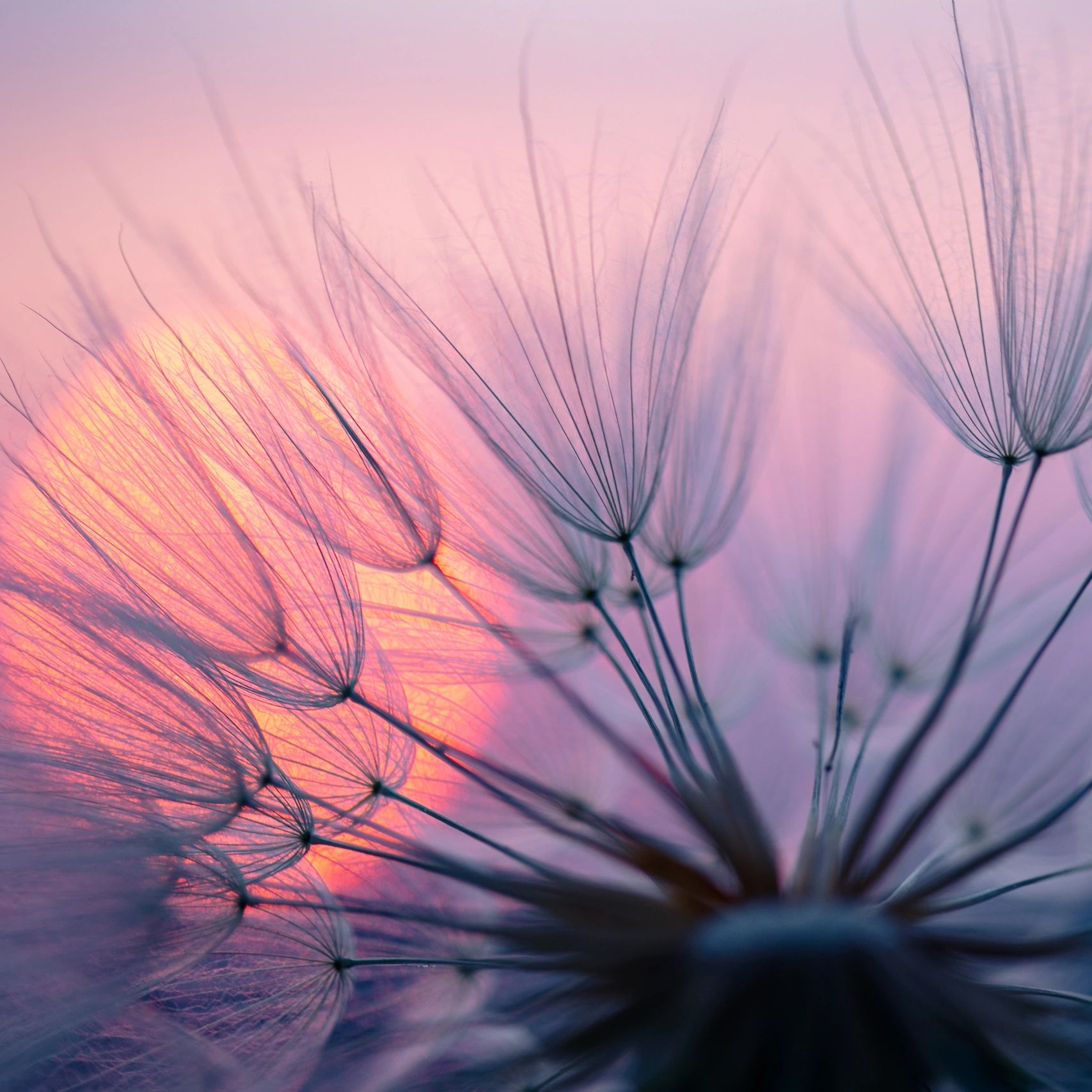 Dandelions represent growth from Business Consulting in Echuca